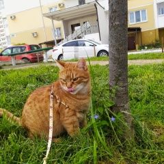 Подробнее об объявлении «Геленджик Пропал кот помогите» Фото: пропала кошка  «Геленджик Пропал кот помогите» в г. Геленджик