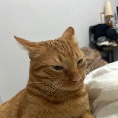 Подробнее об объявлении «Пропал кот Троицк» Фото: пропала кошка  «Пропал кот Троицк» в г. Троицк