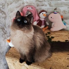 Подробнее об объявлении «Калининград (Кенигсберг) Пропал кот» Фото: пропала кошка  «Калининград (Кенигсберг) Пропал кот» в г. Калининград (Кенигсберг)