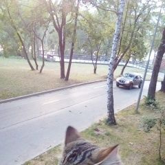 Подробнее об объявлении «Пропал кот ищу кота степашку в капотне Москва» Фото: пропала кошка  «Пропал кот ищу кота степашку в капотне Москва» в г. Москва