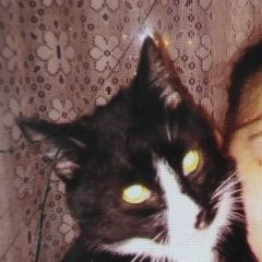 Подробнее об объявлении «Пропал кот черно-белый кот Москва» Фото: пропала кошка  «Пропал кот черно-белый кот Москва» в г. Москва