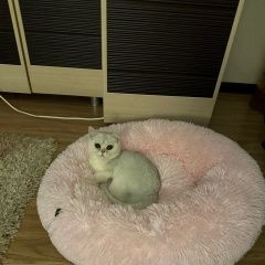 Подробнее об объявлении «Пропала кошка Серпухов» Фото: пропала кошка  «Пропала кошка Серпухов» в г. Серпухов