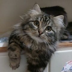 Подробнее об объявлении «Донецк (ДНР) Пропал кот» Фото: пропала кошка  «Донецк (ДНР) Пропал кот» в г. Донецк (ДНР)