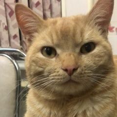 Подробнее об объявлении «Пропал кот по кличке рыжуля Армавир» Фото: пропала кошка  «Пропал кот по кличке рыжуля Армавир» в г. Армавир