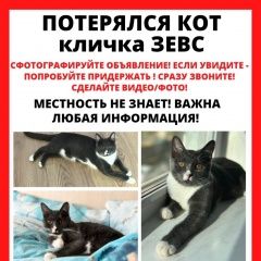 Подробнее об объявлении «Пропала кошка Москва» Фото: пропала кошка  «Пропала кошка Москва» в г. Москва