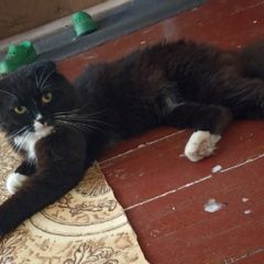 Подробнее об объявлении «Пропал кот любимый кот Солнечногорск» Фото: пропала кошка  «Пропал кот любимый кот Солнечногорск» в г. Солнечногорск