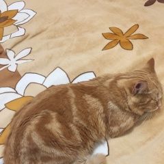 Подробнее об объявлении «Пермь Пропала кошка кот, в лядах» Фото: пропала кошка  «Пермь Пропала кошка кот, в лядах» в г. Пермь