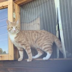 Подробнее об объявлении «Пропал кот Кольчугино» Фото: пропала кошка  «Пропал кот Кольчугино» в г. Кольчугино