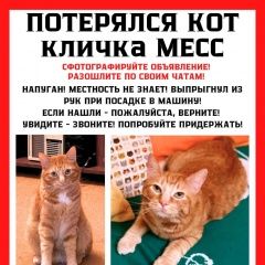 Подробнее об объявлении «Пропал кот улица нагорная Москва» Фото: пропала кошка  «Пропал кот улица нагорная Москва» в г. Москва