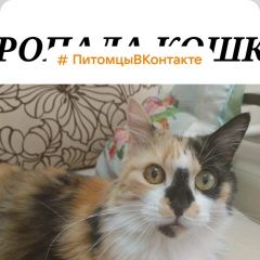 Подробнее об объявлении «Адлер Пропала кошка» Фото: пропала кошка  «Адлер Пропала кошка» в г. Адлер