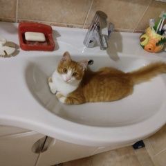 Подробнее об объявлении «Пропал котёнок Минск» Фото: пропала кошка  «Пропал котёнок Минск» в г. Минск