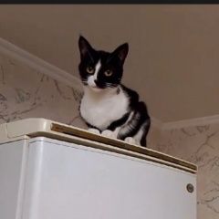 Подробнее об объявлении «Белгород Пропала кошка помогите найти» Фото: пропала кошка  «Белгород Пропала кошка помогите найти» в г. Белгород