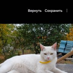 Подробнее об объявлении «Пропала кошка продолжаем поиски Волжский (Самарская обл.)» Фото: пропала кошка  «Пропала кошка продолжаем поиски Волжский...» в г. Волжский (Самарская обл.)