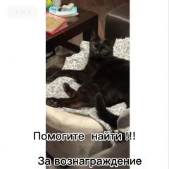 Подробнее об объявлении «Пропала кошка черная с зелеными глазами Ростов-на-Дону» Фото: пропала кошка  «Пропала кошка черная с зелеными глазами...» в г. Ростов-на-Дону