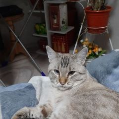 Подробнее об объявлении «Пермь Пропал кот мира 82а» Фото: пропала кошка  «Пермь Пропал кот мира 82а» в г. Пермь