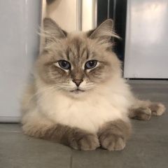 Подробнее об объявлении «Пропал кот семён Лабинск» Фото: пропала кошка Невская маскарадная «Пропал кот семён Лабинск» в г. Лабинск