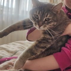 Подробнее об объявлении «Орел Пропала кошка» Фото: пропала кошка  «Орел Пропала кошка» в г. Орел