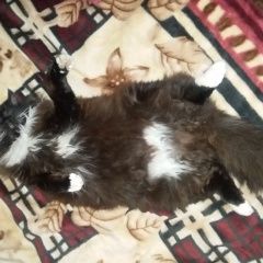 Подробнее об объявлении «Пропал кот 4 марта, ул. белякова, г. вла Владимир» Фото: пропала кошка  «Пропал кот 4 марта, ул. белякова, г. вла Владимир» в г. Владимир