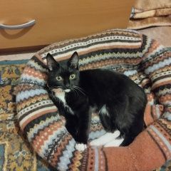Подробнее об объявлении «Пропала кошка Новосибирск» Фото: пропала кошка  «Пропала кошка Новосибирск» в г. Новосибирск