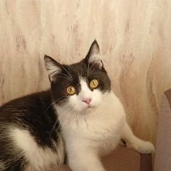 Подробнее об объявлении «Пропала кошка Новосибирск» Фото: пропала кошка  «Пропала кошка Новосибирск» в г. Новосибирск