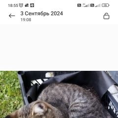 Подробнее об объявлении «Пропала кошка. Домодедово» Фото: пропала кошка  «Пропала кошка. Домодедово» в г. Домодедово