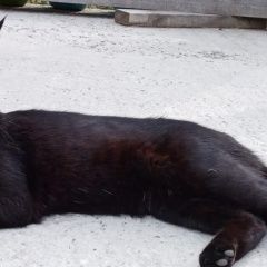 Подробнее об объявлении «Северск Пропал кот чёрный крупный кот» Фото: пропала кошка Мейн-кун «Северск Пропал кот чёрный крупный кот» в г. Северск