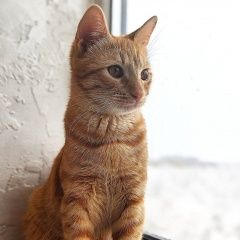 Подробнее об объявлении «Пропал кот рыжий котик Ставрополь» Фото: пропала кошка  «Пропал кот рыжий котик Ставрополь» в г. Ставрополь