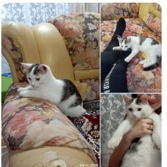 Подробнее об объявлении «Пропал кот белый с серыми пятнами Пермь» Фото: пропала кошка  «Пропал кот белый с серыми пятнами Пермь» в г. Пермь