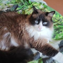 Подробнее об объявлении «Ковров Пропал кот» Фото: пропала кошка  «Ковров Пропал кот» в г. Ковров