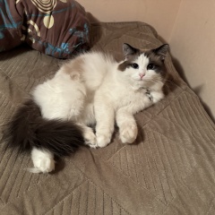 ����: ������� ����� ������� �������� ����� � ������ ������ ������ � �. ������