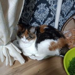 Подробнее об объявлении «Майкоп (Адыгея) Пропала кошка» Фото: пропала кошка  «Майкоп (Адыгея) Пропала кошка» в г. Майкоп (Адыгея)