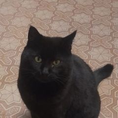 Подробнее об объявлении «Пропал кот Краснодар» Фото: пропала кошка  «Пропал кот Краснодар» в г. Краснодар