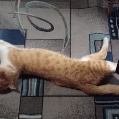 Подробнее об объявлении «Магадан Пропал кот рыжый кот» Фото: пропала кошка  «Магадан Пропал кот рыжый кот» в г. Магадан