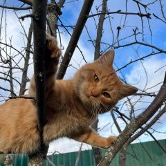 Подробнее об объявлении «Пропал кот район грабцево Калуга» Фото: пропала кошка  «Пропал кот район грабцево Калуга» в г. Калуга
