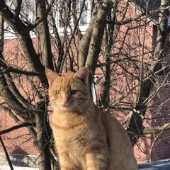 Подробнее об объявлении «Пропал кот рыжий кот. Шацк» Фото: пропала кошка  «Пропал кот рыжий кот. Шацк» в г. Шацк