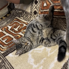 ����: ������� �����  ������� ��� ��������� � �. ���������