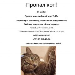 Подробнее об объявлении «Витебск Пропал кот» Фото: пропала кошка  «Витебск Пропал кот» в г. Витебск