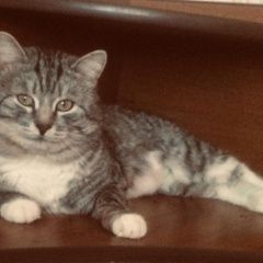 Подробнее об объявлении «Пропал кот Челябинск» Фото: пропала кошка  «Пропал кот Челябинск» в г. Челябинск