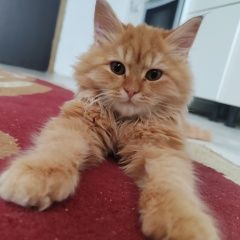 Подробнее об объявлении «Пропал кот кот 3-дня назад можете найти Актобе (Актюбинск)» Фото: пропала кошка  «Пропал кот кот 3-дня назад можете найти Актобе...» в г. Актобе (Актюбинск)