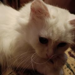 Подробнее об объявлении «Пропала кошка. Пушкино» Фото: пропала кошка  «Пропала кошка. Пушкино» в г. Пушкино