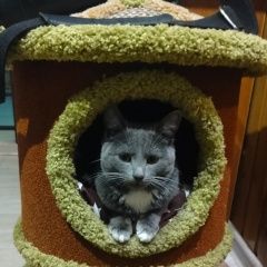 Подробнее об объявлении «Пропала кошка Красноярск» Фото: пропала кошка  «Пропала кошка Красноярск» в г. Красноярск