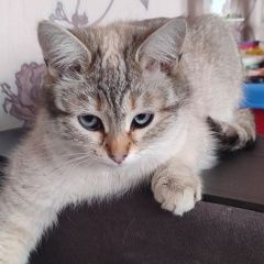 Подробнее об объявлении «Пропала кошка буся Борисоглебск» Фото: пропала кошка  «Пропала кошка буся Борисоглебск» в г. Борисоглебск