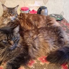 Подробнее об объявлении «Пропал кот помогите найти Верхняя Пышма» Фото: пропала кошка Мейн-кун «Пропал кот помогите найти Верхняя Пышма» в г. Верхняя Пышма