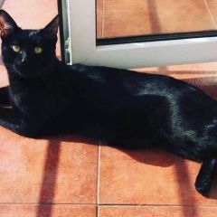 Подробнее об объявлении «Лобня Пропал кот» Фото: пропала кошка  «Лобня Пропал кот» в г. Лобня