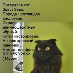 Подробнее об объявлении «Пропал кот Новочеркасск» Фото: пропала кошка  «Пропал кот Новочеркасск» в г. Новочеркасск