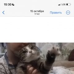 Подробнее об объявлении «Пропала кошка взрослая стерилизованная Иркутск» Фото: пропала кошка  «Пропала кошка взрослая стерилизованная Иркутск» в г. Иркутск