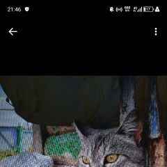 Подробнее об объявлении «Набережные Челны Пропала кошка 19 ноября» Фото: пропала кошка  «Набережные Челны Пропала кошка 19 ноября» в г. Набережные Челны