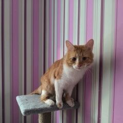 Подробнее об объявлении «Донецк (ДНР) Пропал кот» Фото: пропала кошка  «Донецк (ДНР) Пропал кот» в г. Донецк (ДНР)