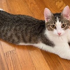 Подробнее об объявлении «Пропала кошка, юмр Краснодар» Фото: пропала кошка  «Пропала кошка, юмр Краснодар» в г. Краснодар