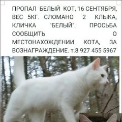 Подробнее об объявлении «Нижнекамск Пропал кот» Фото: пропала кошка  «Нижнекамск Пропал кот» в г. Нижнекамск